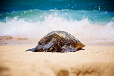 View of a turtle on beach