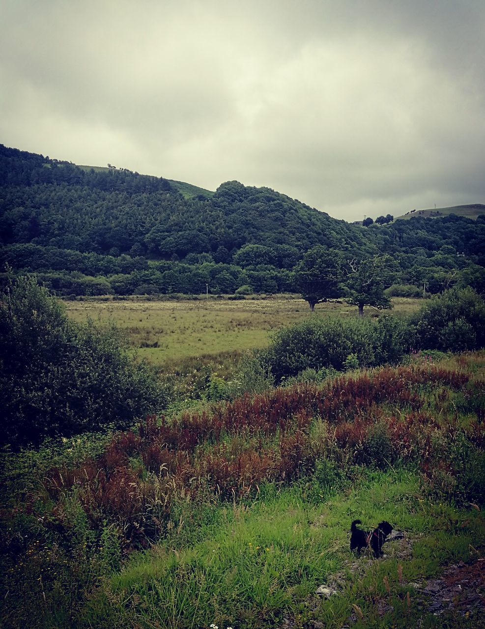 nature, landscape, sky, tranquil scene, no people, tranquility, grass, field, scenics, beauty in nature, outdoors, domestic animals, growth, mammal, day, mountain, animal themes, tree