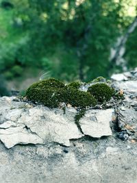 Close-up of moss growing on rock