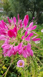 Close-up of pink flowers blooming outdoors