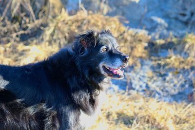 Dog on field