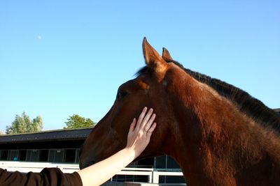 Close-up of a horse against the sky