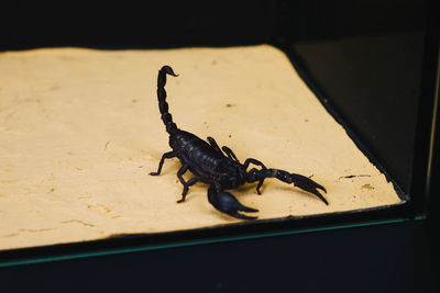 High angle view of insect on table