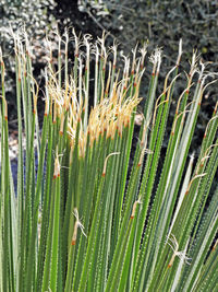 Close-up of grass