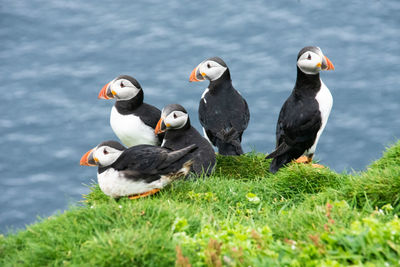 Close-up of puffins on grassy field