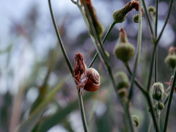 Close-up of red flower buds on twig