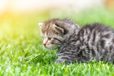 Close-up of a kitten