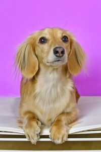 Close-up of a dog looking away