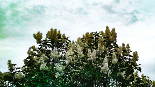 Low angle view of flowering tree against sky