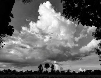 Low angle view of silhouette trees against sky