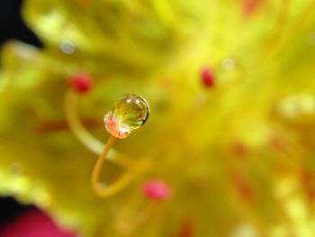 Close-up of water drops on flower