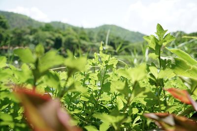 Plants growing in farm against sky