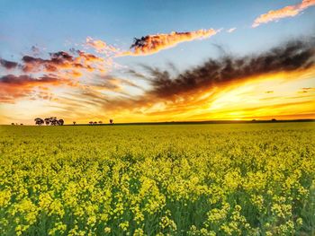 Scenic view of field against sky during sunset