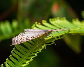 Close-up of butterfly on leaf