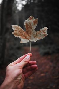 Close-up of hand holding maple leaf