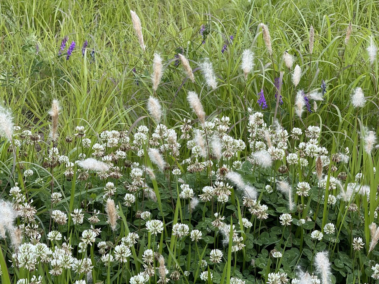 plant, flower, flowering plant, growth, beauty in nature, field, freshness, land, nature, meadow, fragility, white, herb, no people, green, day, grass, prairie, tranquility, wildflower, outdoors, close-up, vegetable, cow parsley, high angle view, springtime