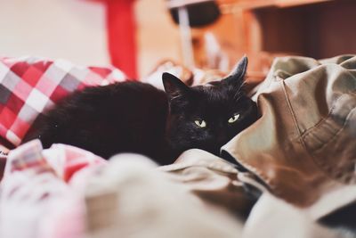 Close-up portrait of a cat