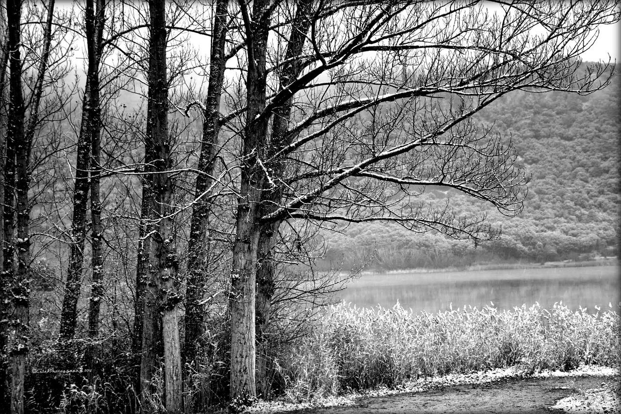 tree, bare tree, tranquility, tranquil scene, branch, water, nature, scenics, tree trunk, beauty in nature, lake, growth, sky, grass, non-urban scene, landscape, field, day, idyllic, no people