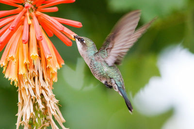 Close-up of bird flying