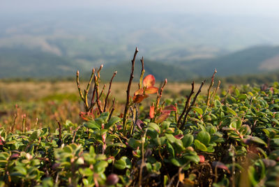 Close-up of flowering plants on field