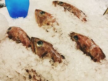 High angle view of fish for sale in market