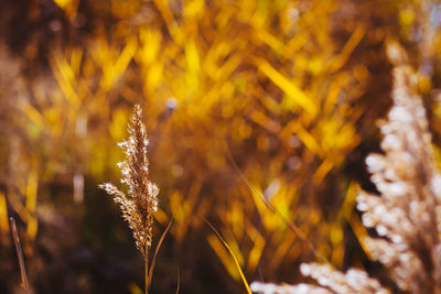 Close-up of yellow plant on field