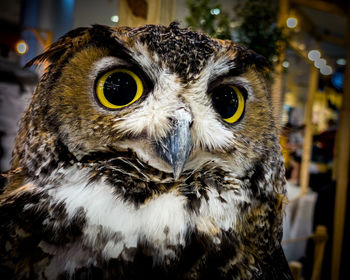 owl
