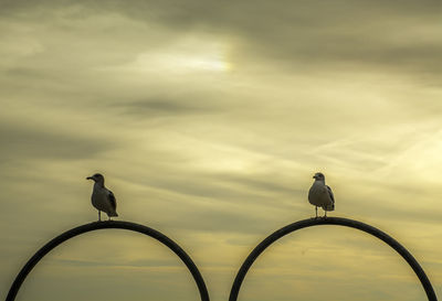 Low angle view of bird perching against sky