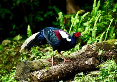 Bird perching on rock