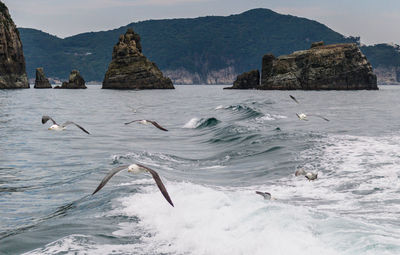 Seagulls swimming in sea