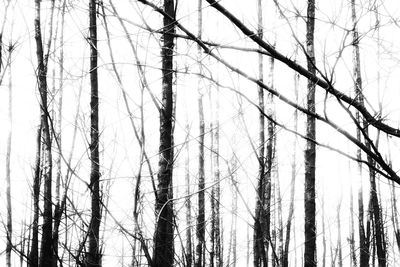 Low angle view of trees in forest against sky