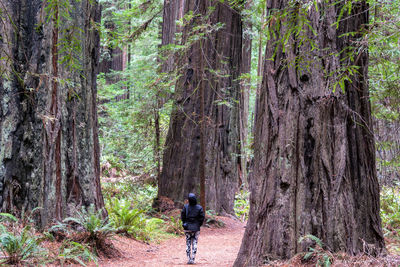 Rear view of man walking amidst trees in forest