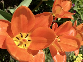 Close-up of orange flowering plant