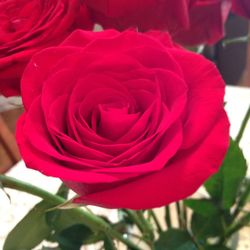 Close-up of red rose blooming outdoors