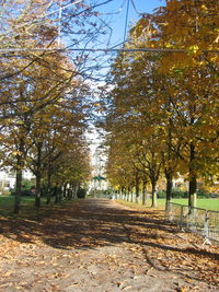 View of trees in autumn
