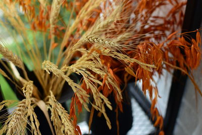 Close-up of dry leaf hanging on rope