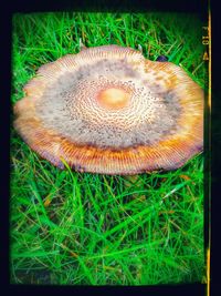 Close-up of grass growing on grassy field