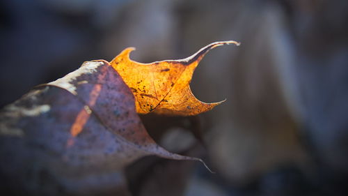 Close-up of dried maple leaf