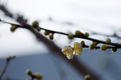 Close-up of flower buds on tree