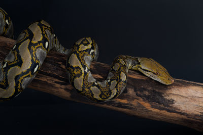 Close-up of an animal representation on table