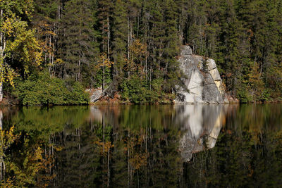 Scenic view of lake amidst trees in forest