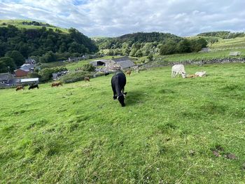 Picturesque rural scene, with sloping fields, cattle, and houses near, todmorden, yorkshire, uk