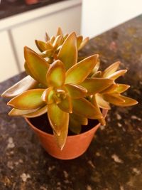 High angle view of succulent plant on table