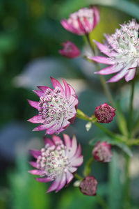 Close-up of pink flowering plant