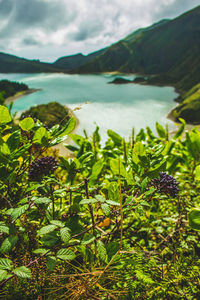 Plants growing by lake against sky