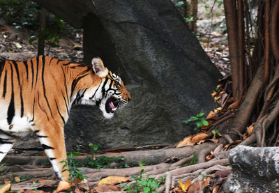 Cat in a forest