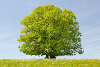 Single linden tree wirh perfect treetop in meadow