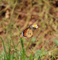 Close-up of butterfly perching on flower