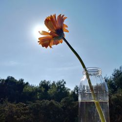 Close-up of flowering plant against sky