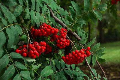 Bunches of ripe red mountain ash berries on branches with green leaves, rowan trees in autumn garden